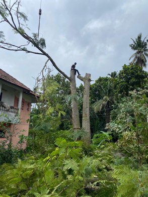 Projek tebang dan potong pokok Bomoh Pokok, gambar 1 daripada 94