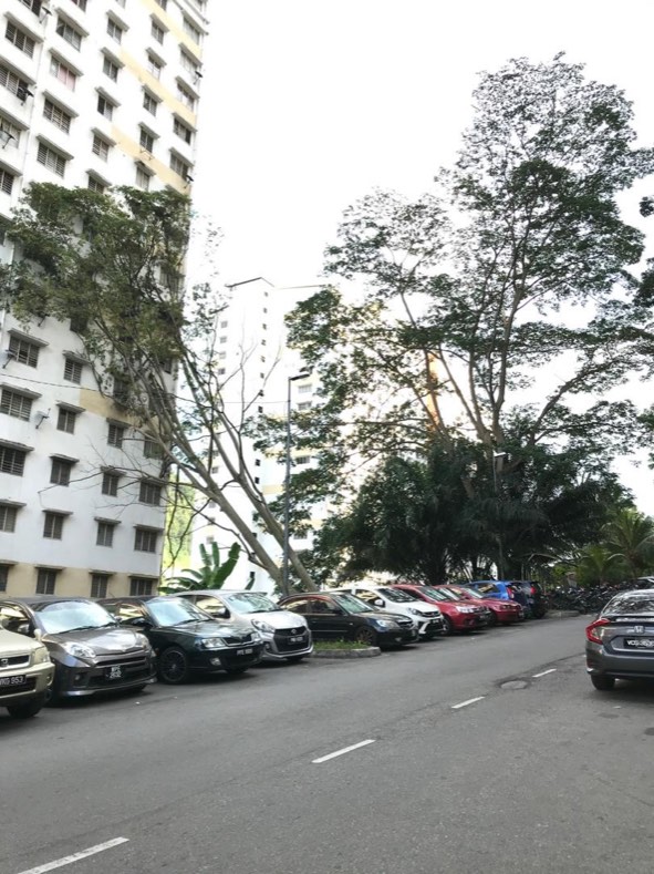 Projek tebang dan potong pokok Bomoh Pokok, gambar 4 daripada 94