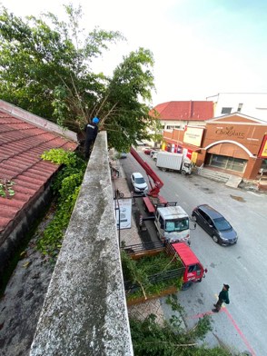Projek tebang dan potong pokok Bomoh Pokok, gambar 6 daripada 94