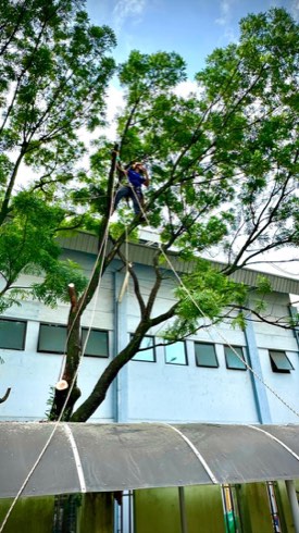 Projek tebang dan potong pokok Bomoh Pokok, gambar 7 daripada 94