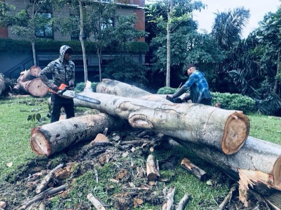 Projek tebang dan potong pokok Bomoh Pokok, gambar 8 daripada 94