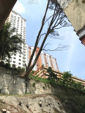 Projek tebang dan potong pokok Bomoh Pokok, gambar 10 daripada 94