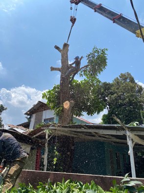 Projek tebang dan potong pokok Bomoh Pokok, gambar 11 daripada 94