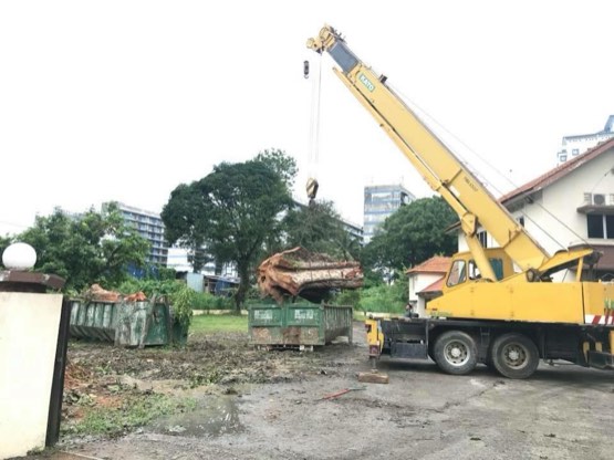Projek tebang dan potong pokok Bomoh Pokok, gambar 14 daripada 94