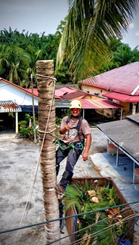 Projek tebang dan potong pokok Bomoh Pokok, gambar 15 daripada 94