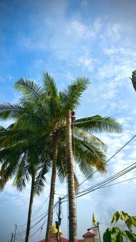 Projek tebang dan potong pokok Bomoh Pokok, gambar 16 daripada 94