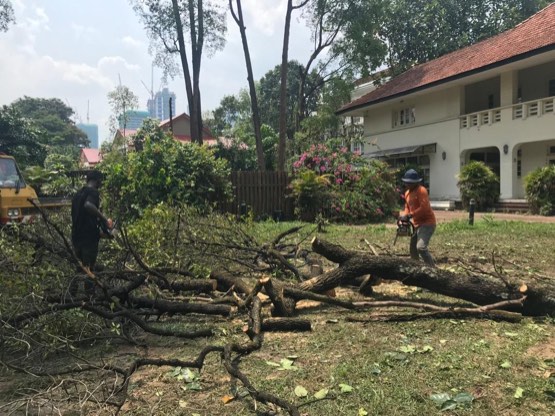 Projek tebang dan potong pokok Bomoh Pokok, gambar 17 daripada 94