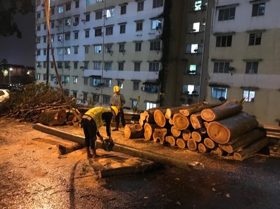 Projek tebang dan potong pokok Bomoh Pokok, gambar 18 daripada 94