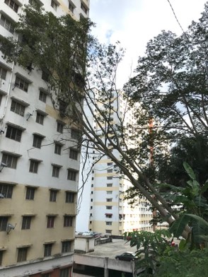 Projek tebang dan potong pokok Bomoh Pokok, gambar 19 daripada 94