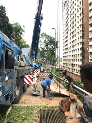 Projek tebang dan potong pokok Bomoh Pokok, gambar 20 daripada 94