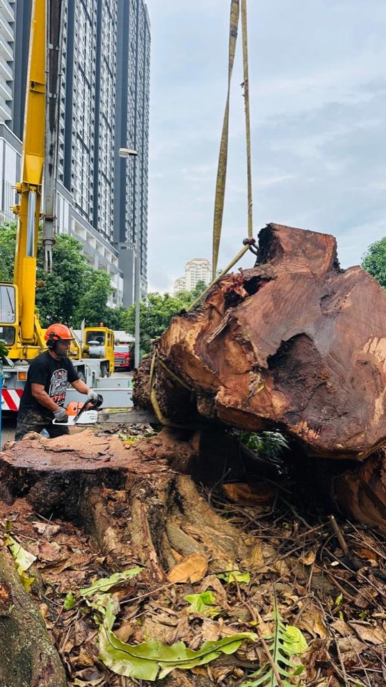Projek tebang dan potong pokok Bomoh Pokok, gambar 22 daripada 94