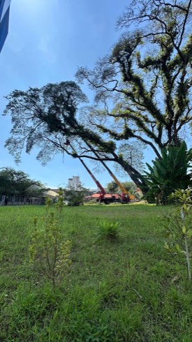 Projek tebang dan potong pokok Bomoh Pokok, gambar 28 daripada 94
