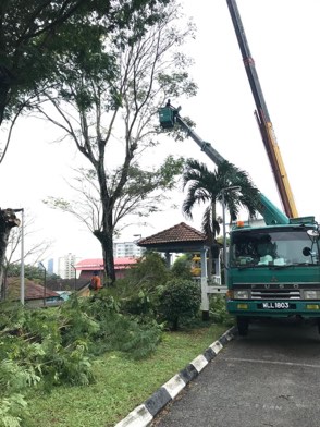 Projek tebang dan potong pokok Bomoh Pokok, gambar 29 daripada 94