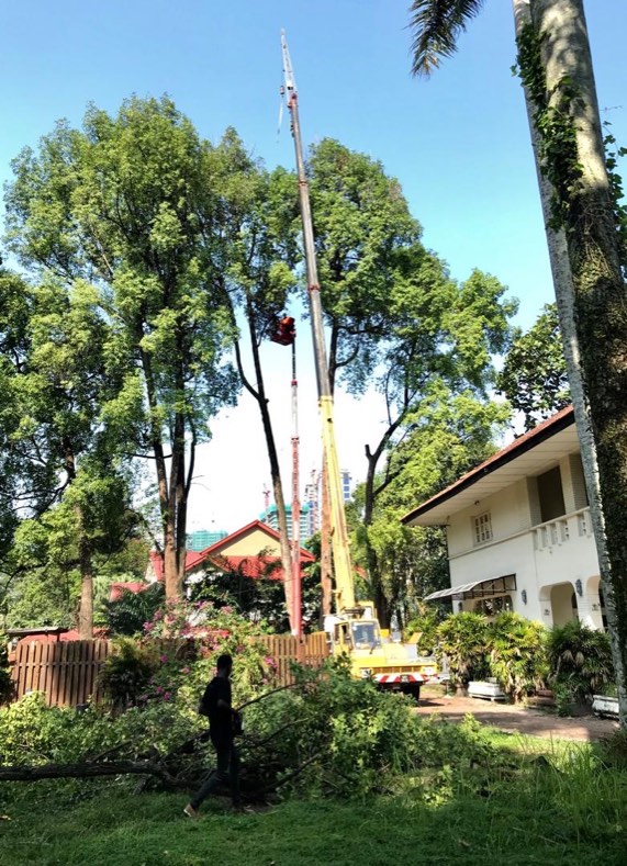 Projek tebang dan potong pokok Bomoh Pokok, gambar 31 daripada 94