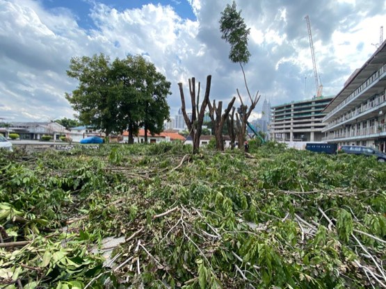 Projek tebang dan potong pokok Bomoh Pokok, gambar 32 daripada 94