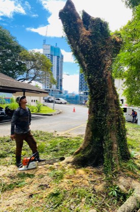 Projek tebang dan potong pokok Bomoh Pokok, gambar 34 daripada 94