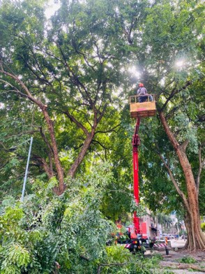 Projek tebang dan potong pokok Bomoh Pokok, gambar 37 daripada 94