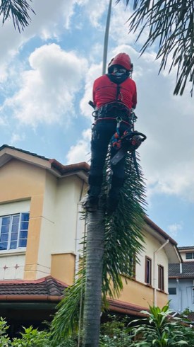 Projek tebang dan potong pokok Bomoh Pokok, gambar 38 daripada 94