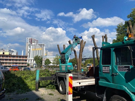 Projek tebang dan potong pokok Bomoh Pokok, gambar 39 daripada 94