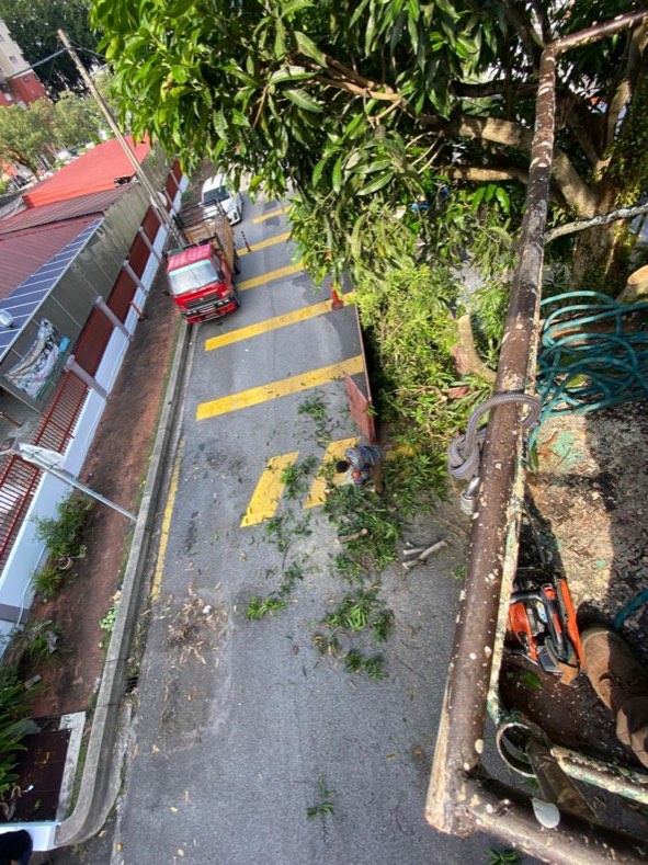 Projek tebang dan potong pokok Bomoh Pokok, gambar 40 daripada 94