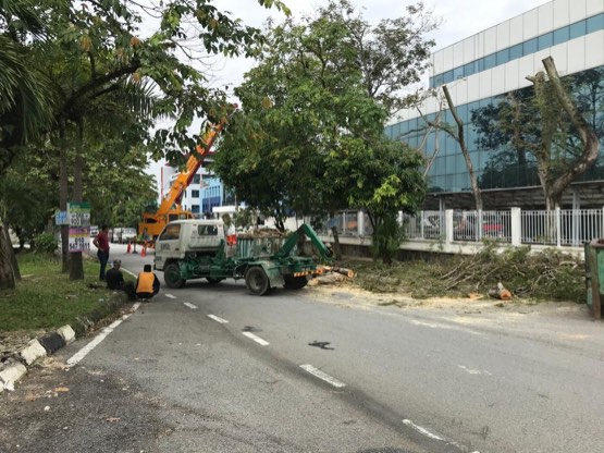 Projek tebang dan potong pokok Bomoh Pokok, gambar 41 daripada 94
