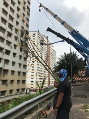 Projek tebang dan potong pokok Bomoh Pokok, gambar 42 daripada 94
