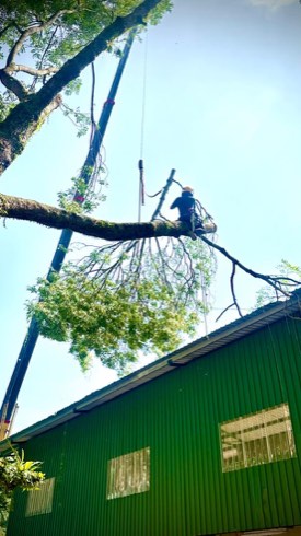 Projek tebang dan potong pokok Bomoh Pokok, gambar 43 daripada 94