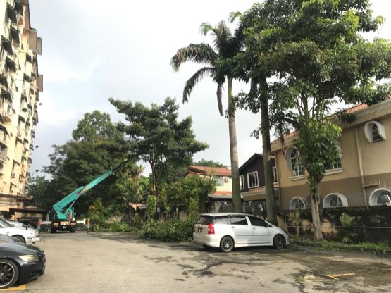 Projek tebang dan potong pokok Bomoh Pokok, gambar 45 daripada 94