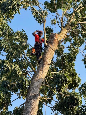 Projek tebang dan potong pokok Bomoh Pokok, gambar 47 daripada 94