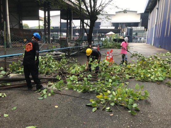 Projek tebang dan potong pokok Bomoh Pokok, gambar 48 daripada 94