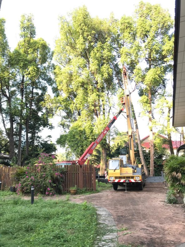 Projek tebang dan potong pokok Bomoh Pokok, gambar 49 daripada 94