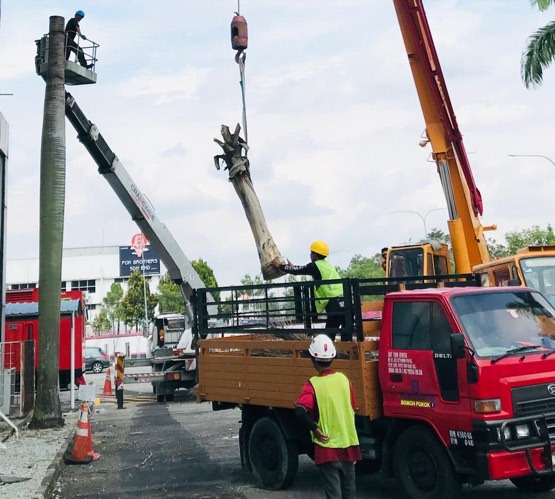 Projek tebang dan potong pokok Bomoh Pokok, gambar 50 daripada 94