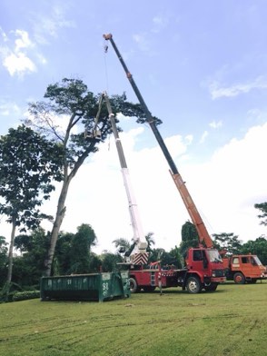 Projek tebang dan potong pokok Bomoh Pokok, gambar 51 daripada 94