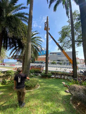 Projek tebang dan potong pokok Bomoh Pokok, gambar 52 daripada 94