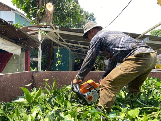 Projek tebang dan potong pokok Bomoh Pokok, gambar 54 daripada 94