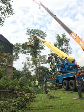 Projek tebang dan potong pokok Bomoh Pokok, gambar 55 daripada 94