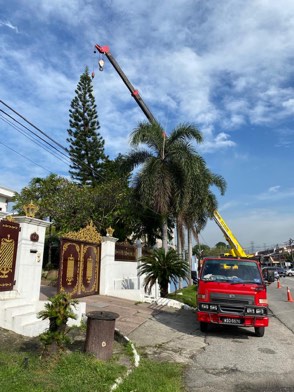 Projek tebang dan potong pokok Bomoh Pokok, gambar 56 daripada 94