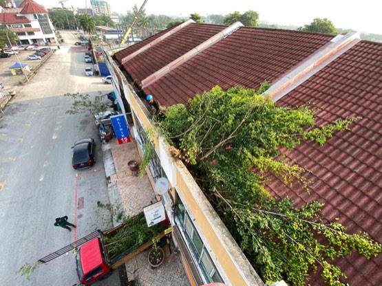 Projek tebang dan potong pokok Bomoh Pokok, gambar 57 daripada 94