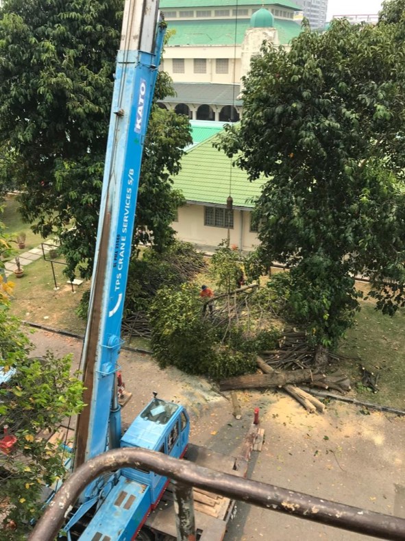 Projek tebang dan potong pokok Bomoh Pokok, gambar 58 daripada 94