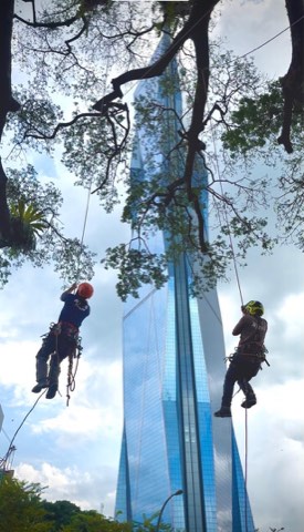 Projek tebang dan potong pokok Bomoh Pokok, gambar 64 daripada 94
