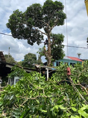 Projek tebang dan potong pokok Bomoh Pokok, gambar 65 daripada 94