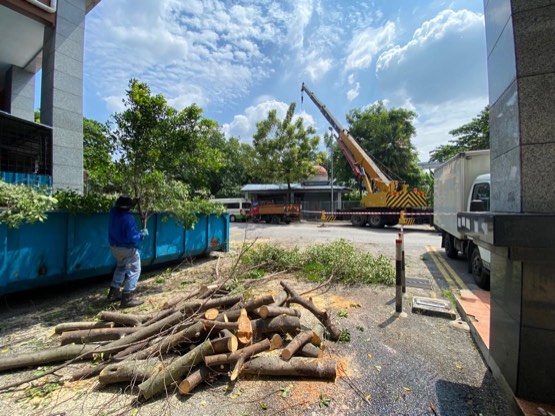 Projek tebang dan potong pokok Bomoh Pokok, gambar 66 daripada 94
