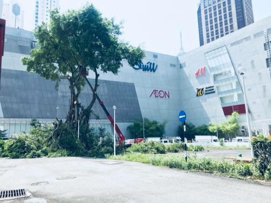 Projek tebang dan potong pokok Bomoh Pokok, gambar 68 daripada 94