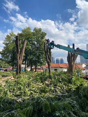 Projek tebang dan potong pokok Bomoh Pokok, gambar 69 daripada 94