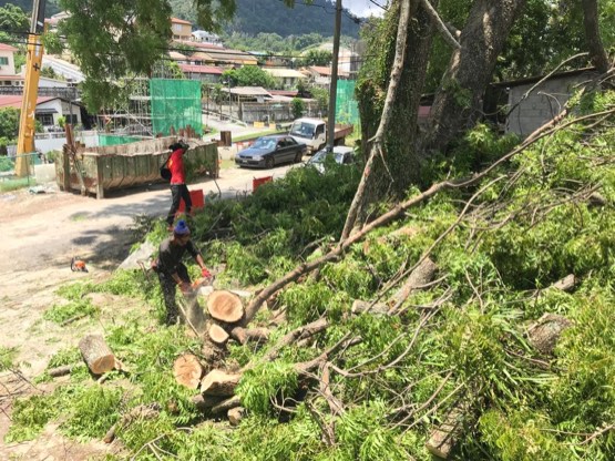 Projek tebang dan potong pokok Bomoh Pokok, gambar 71 daripada 94