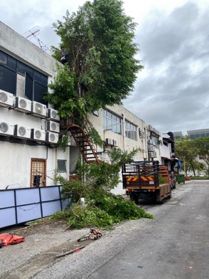 Projek tebang dan potong pokok Bomoh Pokok, gambar 73 daripada 94