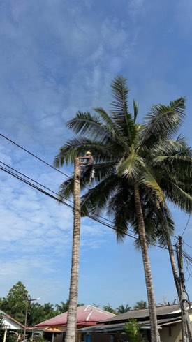 Projek tebang dan potong pokok Bomoh Pokok, gambar 74 daripada 94