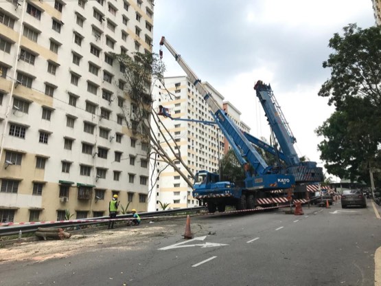 Projek tebang dan potong pokok Bomoh Pokok, gambar 81 daripada 94