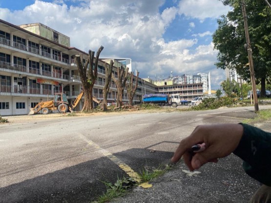 Projek tebang dan potong pokok Bomoh Pokok, gambar 85 daripada 94
