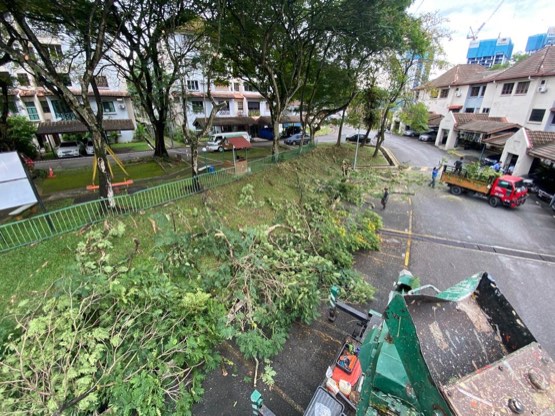 Projek tebang dan potong pokok Bomoh Pokok, gambar 88 daripada 94